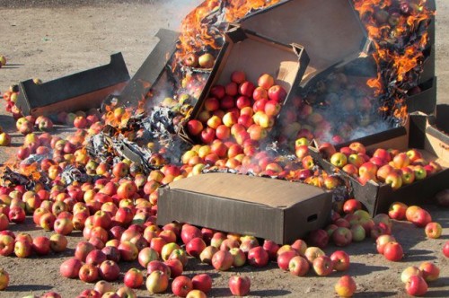Более 19 тонн яблок из Польши уничтожили в "Новгородском спецавтохозяйстве"