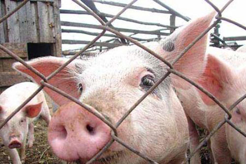 В Новгородской области из-за угрозы эпидемии африканской чумы свиней организован массовый отстрел кабанов