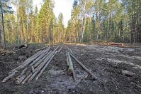 Все три грибника, заблудившиеся в новгородских лесах, найдены живыми