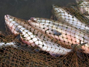 Житель Ленинградской области за незаконный лов рыбы на реке «Ловать» получи 240 часов исправительных работ.