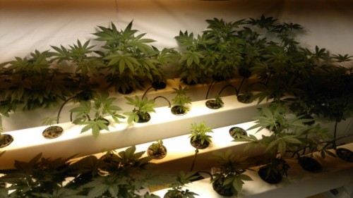 Два жителя Новгородской области попались на выращивании марихуаны