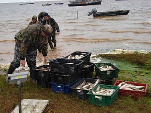 16 ящиков с судаком попытался спрятать новгородец  от сотрудников рыбоохраны
