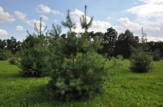 В Новгородской области построят новый лесной питомник