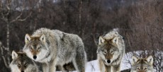 Жителям Новгородской области рассказали, как спастись от волка.